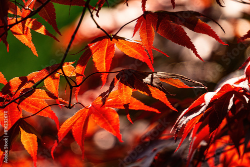 Beautiful red maple leaves in sunlight