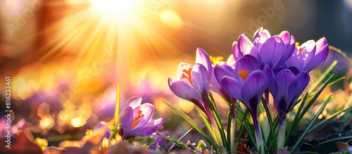 Purple crocus flowers bathed in sunlight