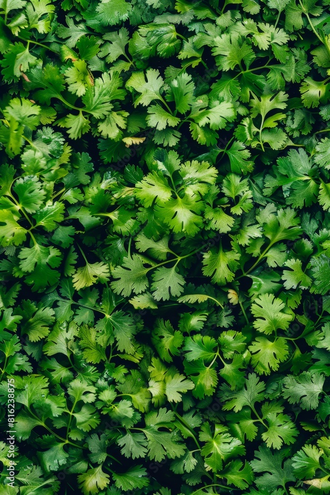 Obraz premium Coriander leaves texture background, cilantro leaf pattern, chinese parsley greens banner, spices, seasonings