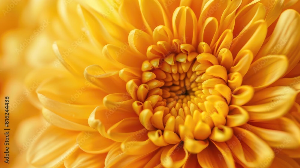 Close up view of a macro yellow chrysanthemum Close up view of a macro yellow chrysanthemum