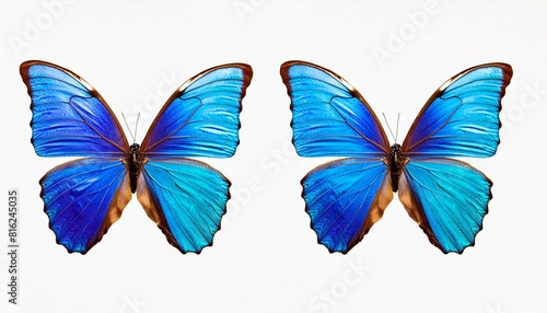 Beautiful Blue Morpho butterfly. isolated with white background photo