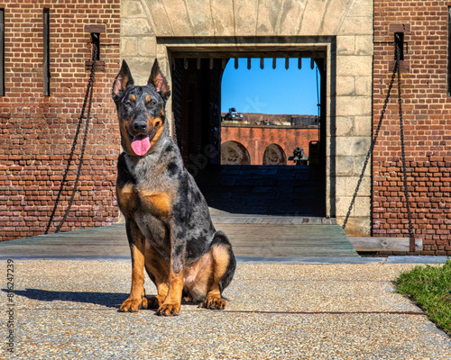 Beauceron at national historic site Ft. Pulaski