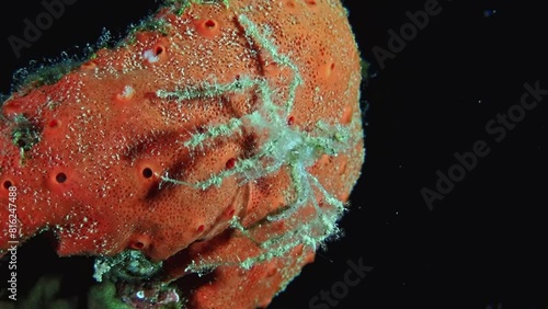 Macro shot of sponge crab (Dromia personata) covered in orange sponge for camouflage, filling frame in Aqaba's Red Sea. Macro slow motion. photo