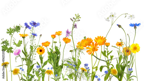 Colorful meadow flowers on white background  banner design