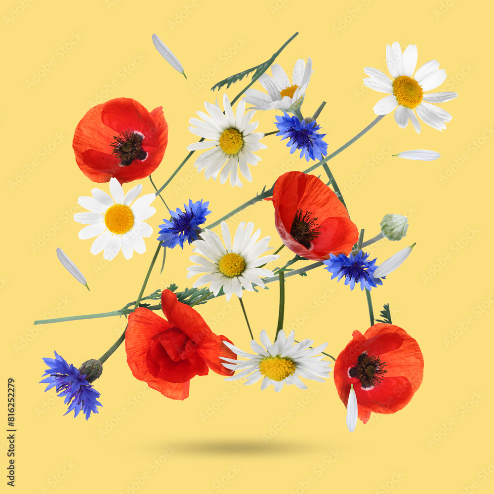 Beautiful meadow flowers falling on pale orange background Beautiful meadow flowers falling on pale orange background