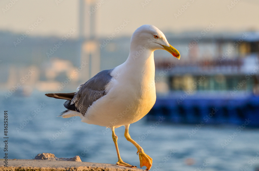 Fototapeta premium seagull at the bosphorus, istanbul