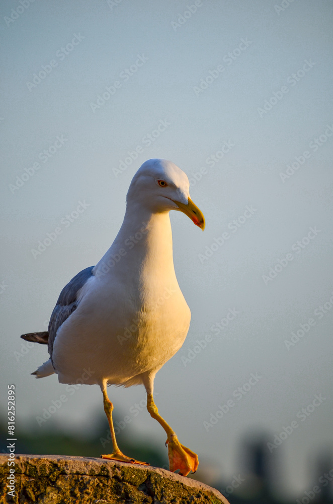 Fototapeta premium seagull on the rock, istanbul