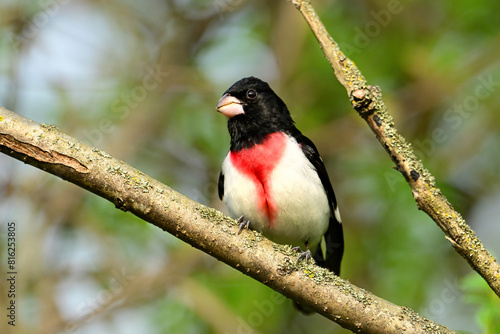 Male Rose Breasted Grosbeak perched in tree photo