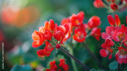 Close up of radish flowers in a garden showing vibrant red blooms photo