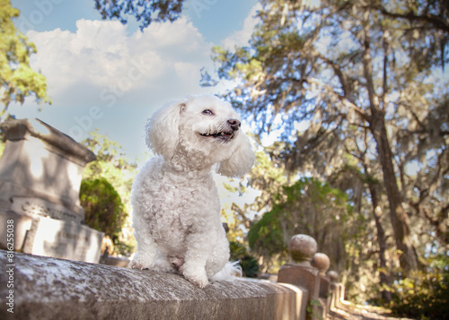 Bichon Frise in Bonaventure Cemetary