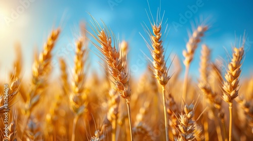 A yellow field with ripe wheat ears is framed by a blue sky