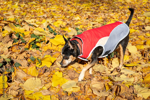 Selective focus dog dressed in a red and grey jacket sniffing tgolden autumn leaves in the park. National pet day. Pet fashion. Miniature Pinscher