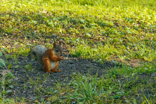 squirrel in the park