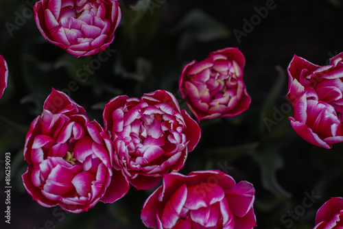 Wallpaper Mural Spring blossoming pink tulips on field, flower background. Pink Tulip Field in Full Bloom. Torontodigital.ca