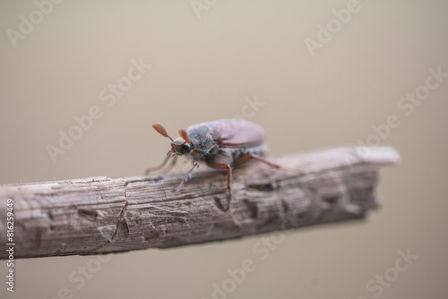 Nahaufnahme von einem Maikäfer im Sommer 
 photo