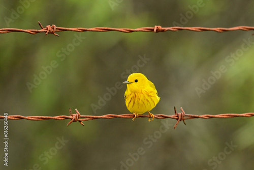 Bright colorful Yellow Warbler perched on a barbed wire fence