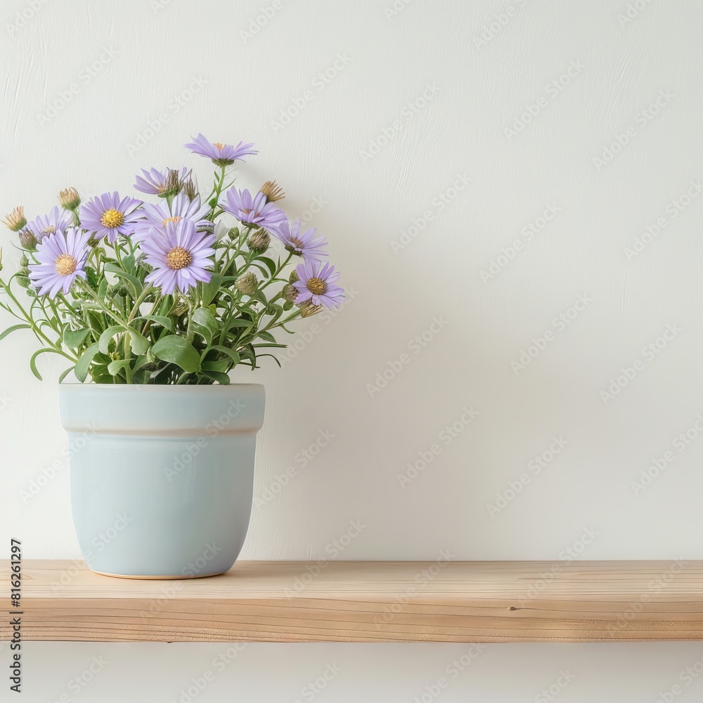 Fototapeta premium Aster flowers background with copy space.