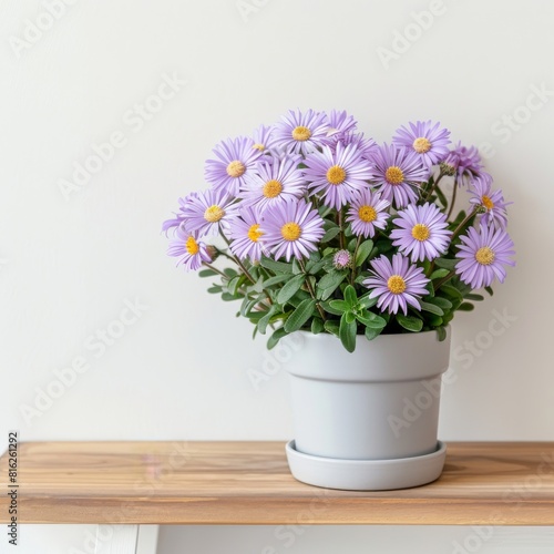 Wallpaper Mural Aster flowers background with copy space. Torontodigital.ca