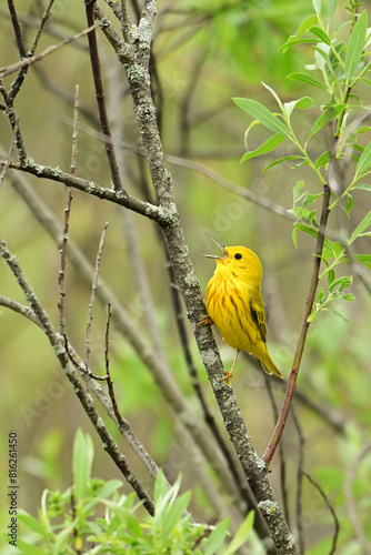 Bright colorful Yellow Warbler perched on a branch singing