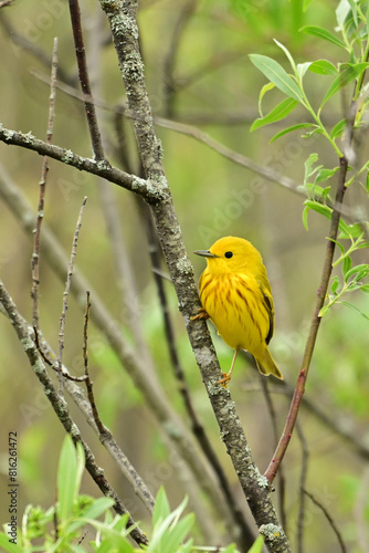 Bright colorful Yellow Warbler perched on a branch