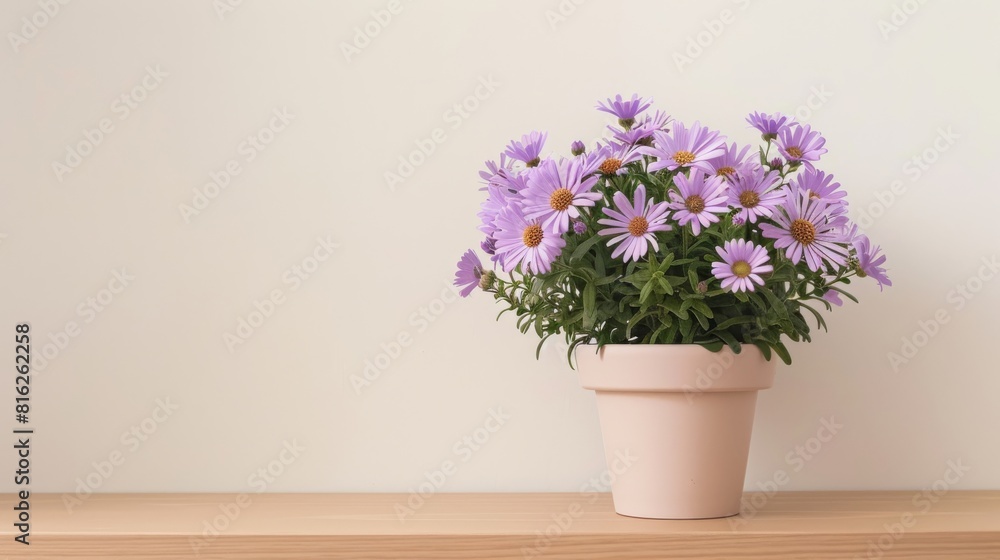 Aster flowers background with copy space. Valentines day, mothers day, women's day concept. Aster flowers background with copy space. Valentines day, mothers day, women's day concept.