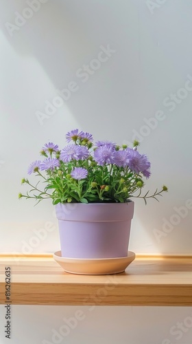 Aster flowers background with copy space. Valentines day  mothers day  women s day concept.