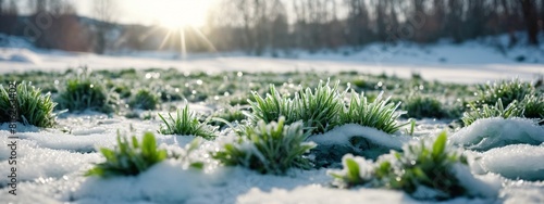 Frozen green plants covered with ice and snow, winter landscape under sunlight, christmas wishes and greeting card photo