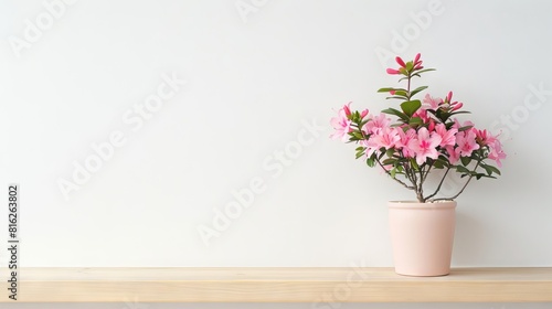 Azalea flower background with copy space. Valentines day, mothers day, women's day concept. 