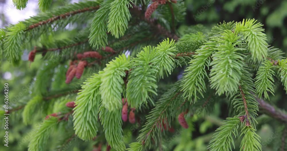 Fresh green spruce branches close-up Fresh green spruce branches close-up