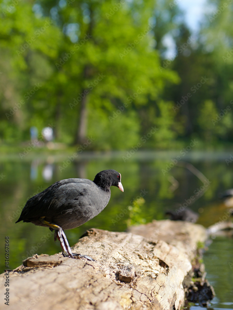 Fototapeta premium black coot stands on transverse tree
