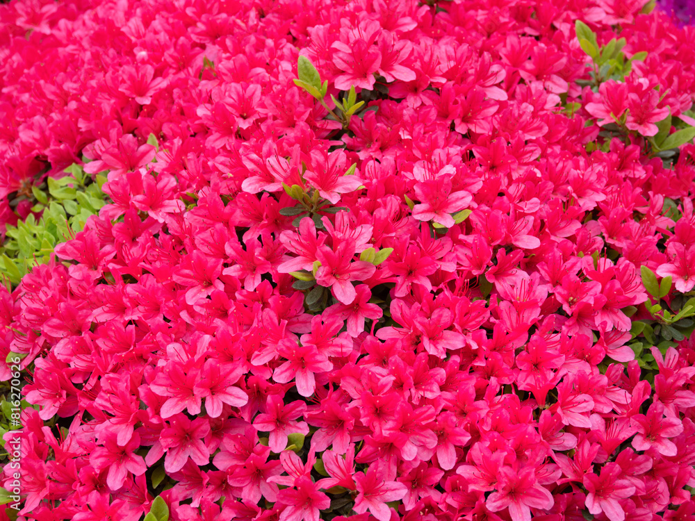 満開のツツジの花 満開のツツジの花