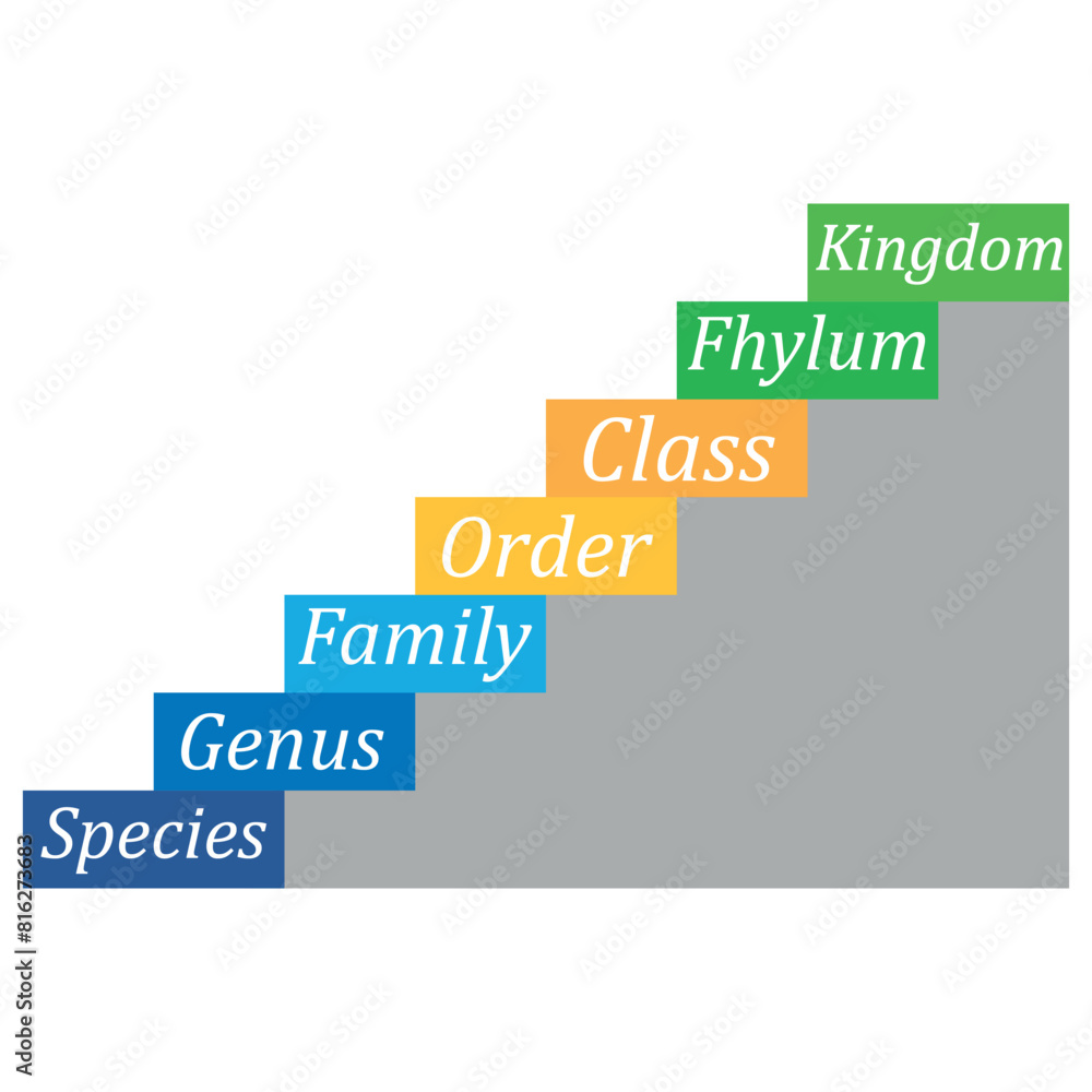 biological classification diagram. biology content. Vector Illustration. biological classification diagram. biology content. Vector Illustration.
