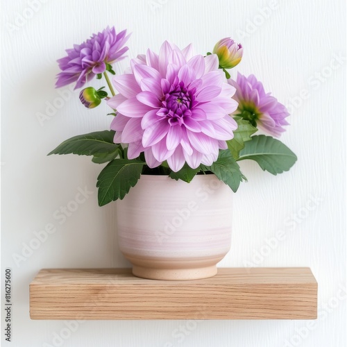 Wallpaper Mural Dahlia background with copy space. Valentines day, mothers day, women's day concept. Torontodigital.ca