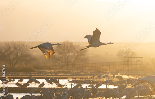 Golden dawn light bathes Sandhill Cranes in New Mexico