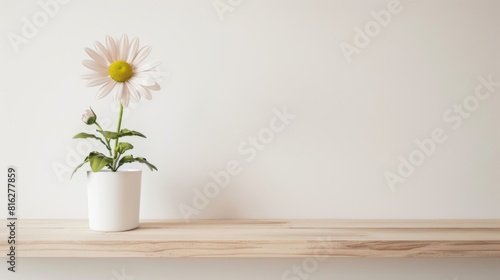 Wallpaper Mural Daisy background with copy space. Valentines day, mothers day, women's day concept. Torontodigital.ca