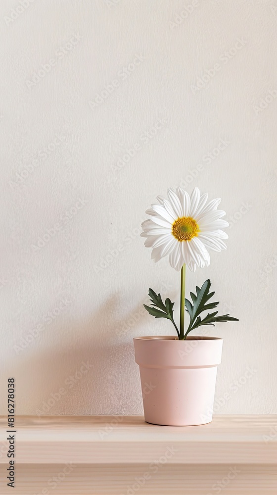 Daisy background with copy space. Valentines day, mothers day, women's day concept. Daisy background with copy space. Valentines day, mothers day, women's day concept.