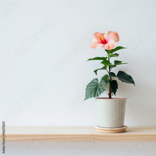 Wallpaper Mural Hibiscus background with copy space. Torontodigital.ca