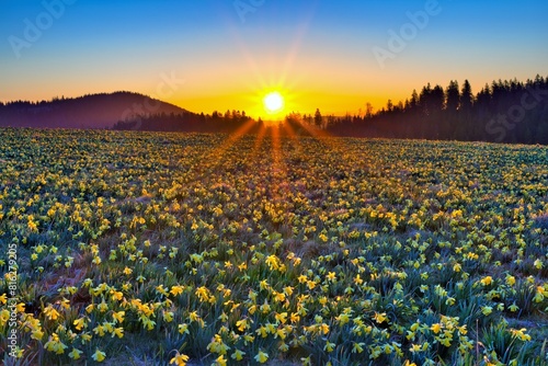 Field with flowering daffodils (Narcissus), Daffodils field, at sunrise at the Vue des Alpes pass, Swiss Jura, Canton Neuchatel, Switzerland, Europe photo