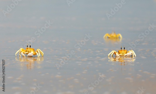 Horn-eyed Ghost crabs (Ocypode brevicornis) at Marari Beach or Strand, Mararikulam, Alappuzha District, Kerala, India, Asia photo