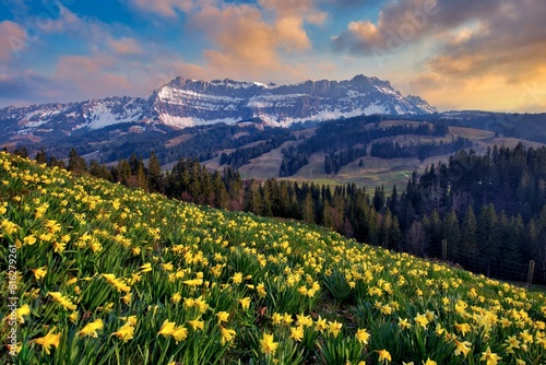 Daffodils (Narcissus) in bloom in front of Berg Hohgant in the evening, Schangnau, Emmental, Canton Bern, Switzerland, Europe