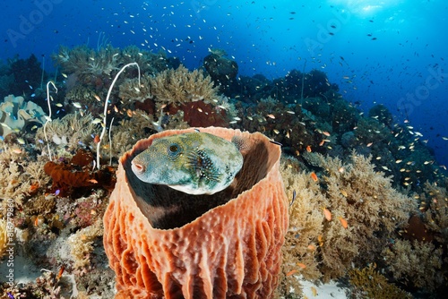 Map puffer (Arothron mappa) hides in Barrel sponge (Xestospongia testudinaria), Pacific Ocean, Sulu Lake, Tubbataha Reef National Marine Park, Palawan Province, Philippines, Asia photo