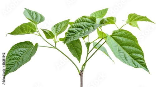 Bitter bean plant isolated on a white background