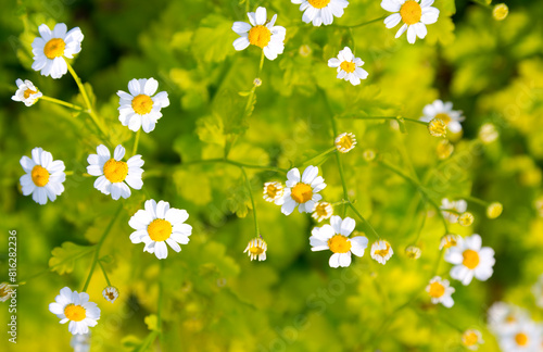 Background of white Feverfew flowers and green foliage in rustic, natural image