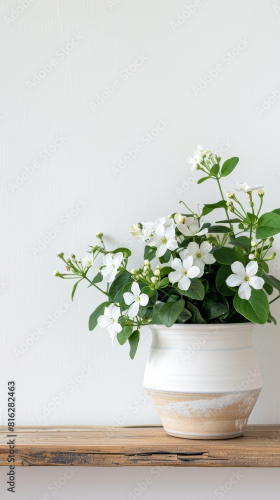 Jasmine background with copy space. Valentines day, mothers day, women's day concept. Jasmine background with copy space. Valentines day, mothers day, women's day concept.