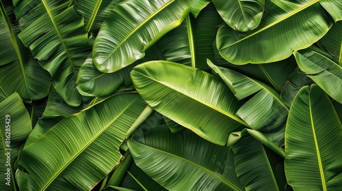 array of banana leaves overlapping, providing a textured and dynamic green background with a fresh, natural look.
