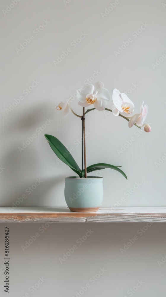 Orchid background with copy space. Valentines day, mothers day, women's day concept. Orchid background with copy space. Valentines day, mothers day, women's day concept.