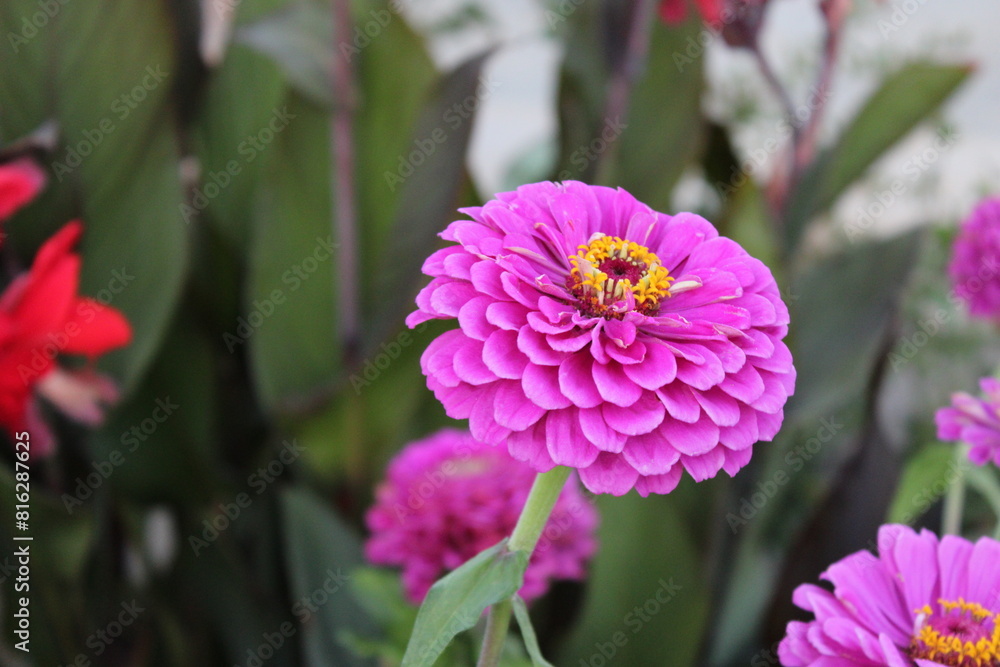 Pink flower Pink flower
