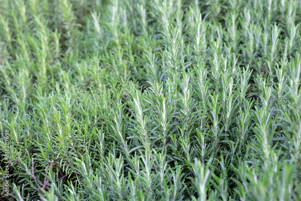 Rosemary plant, Fresh herb in the garden Rosemary plant, Fresh herb in the garden