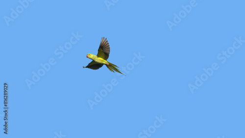 Canvastavla une perruche à collier verte volant dans un ciel bleu