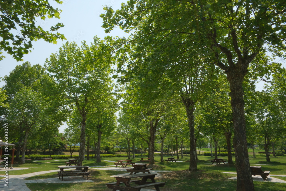 Obraz premium 햇살 가득한 화창한 봄날의 초록색의 울창한 나무와 잔디밭이 어우러진 공원의 여유로운 풍경